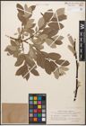Foto von Salix caprea L. x Salix lapponum L.
